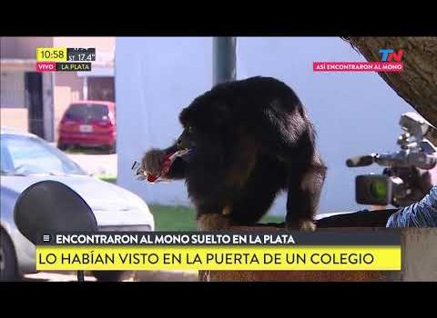 Encontraron un mono suelto en La Plata