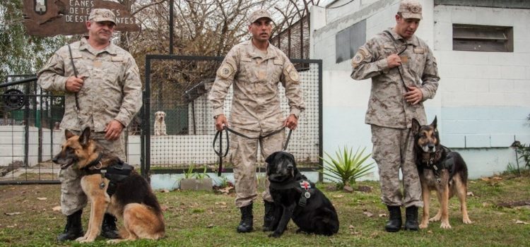 Jubilan a tres perros del Servicio Penitenciario Bonaerense